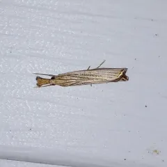 Vagabond Sod Webworm Moth thumbnail 2