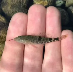 Coastrange Sculpin thumbnail 4