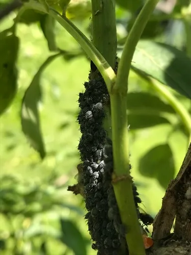 Elder Aphid
