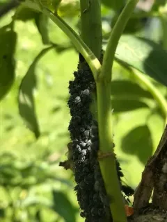 Elder Aphid thumbnail 1
