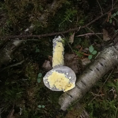 bolete mould