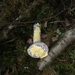 bolete mould thumbnail 1