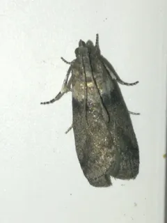 Sciota subfuscella thumbnail 2