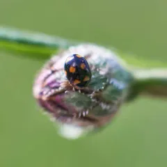 Ursine Spurleg thumbnail 2