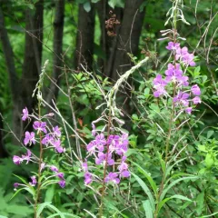 fireweed thumbnail 3
