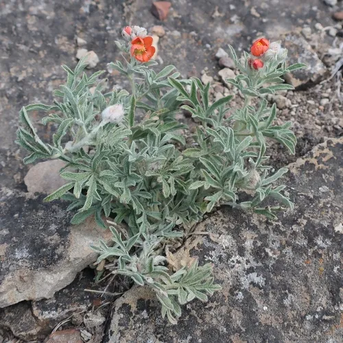 Scarlet Globemallow