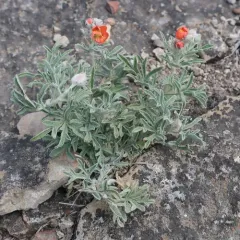 Scarlet Globemallow thumbnail 1