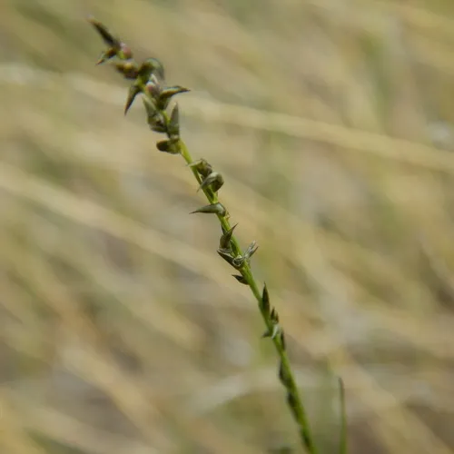 mat muhly