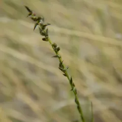 mat muhly thumbnail 1