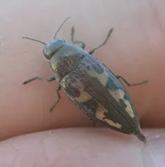 Buprestis maculipennis thumbnail 3