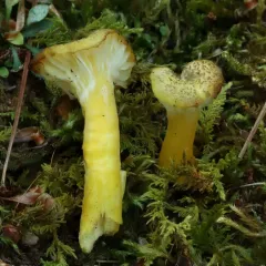 clustered waxcap thumbnail 3