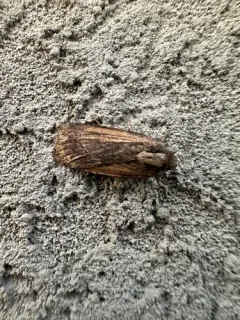 Abagrotis nanalis thumbnail 4