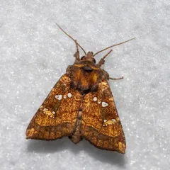 Thistle Stem Borer Moth thumbnail 4