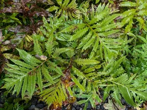 sensitive fern thumbnail 2