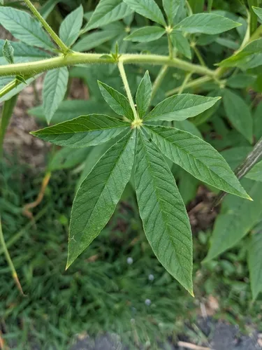Spiny Spider-flower