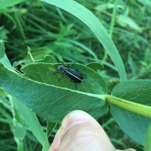 Margined Blister Beetle