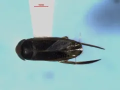 Sigara compressoidea thumbnail 3