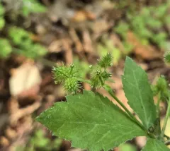 large-fruited sanicle thumbnail 4