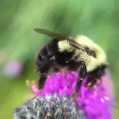 Common Eastern Bumble Bee thumbnail 4