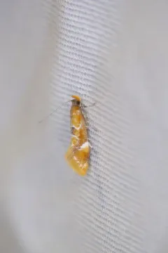 Beautiful Dafa Moth thumbnail 4