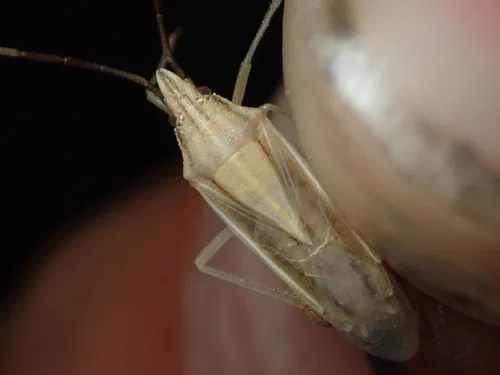 Mecidea major