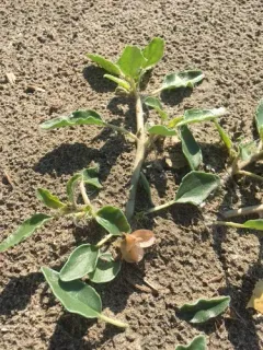 small-flowered sand-verbena thumbnail 3