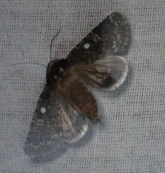 Sympistis viriditincta thumbnail 3