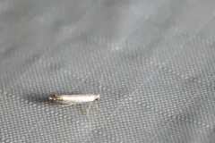 Argyresthia apicimaculella thumbnail 4