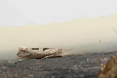 Ypsolopha dorsimaculella thumbnail 4