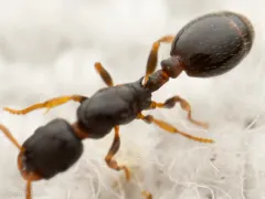 Leptothorax acervorum thumbnail 2