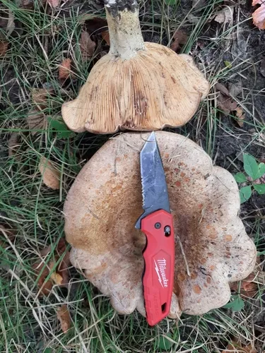 Lactarius subpalustris