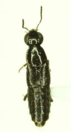 Iratiquedius prostans thumbnail 2