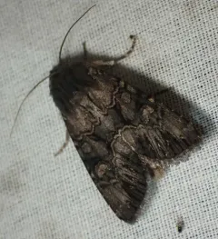 Burgess' Apamea Moth thumbnail 4