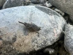 Aztec Pygmy Grasshopper thumbnail 3