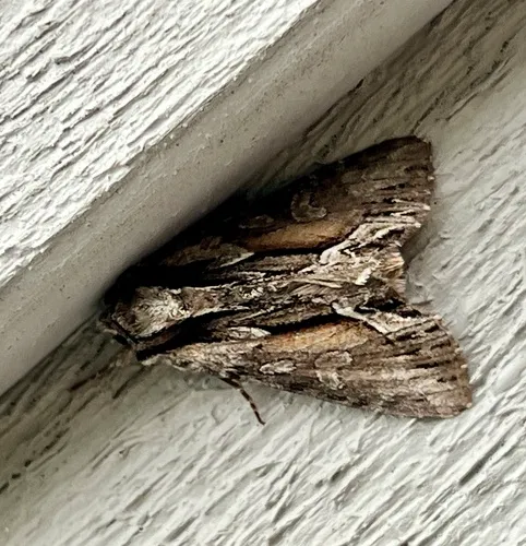 Summer Hyppa Moth