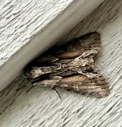 Summer Hyppa Moth thumbnail 1