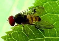 Calotarsa pallipes thumbnail 3