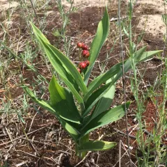 star-flowered lily-of-the-valley thumbnail 2