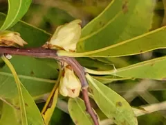 Contarinia clarkei thumbnail 2
