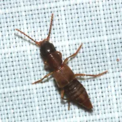 Achenomorphus corticinus thumbnail 4