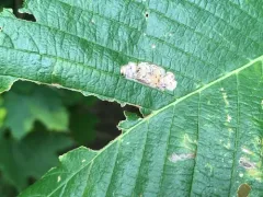 Ectoedemia ulmella thumbnail 2