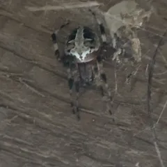 Red-femured Spotted Orbweaver thumbnail 4
