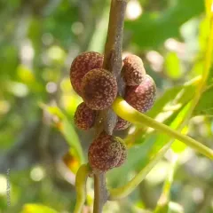 Banded Bullet Gall Wasp thumbnail 1