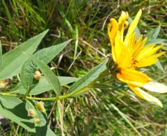 Sawtooth Sunflower Midge thumbnail 2