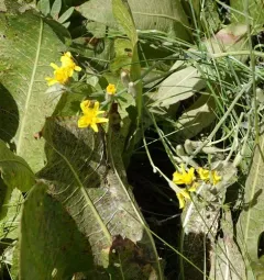 Tapertip Hawksbeard thumbnail 4