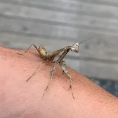 Carolina Mantis thumbnail 3
