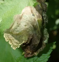 Parsnip Leaf Miner thumbnail 2