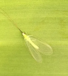 Stripe-horned Green Lacewing thumbnail 2