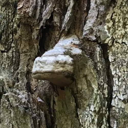 Hoof Fungus