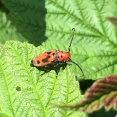 Red Milkweed Beetle thumbnail 2